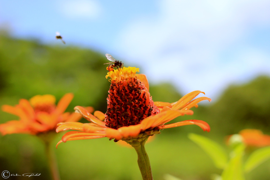 Bees collecting pollen outside of León, Nicaragua.